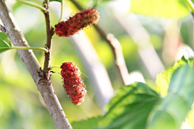 dut meyve ağacı üzerinde