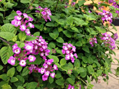 Güzel bir mor Lantana Camara Çiçek bahçesinde