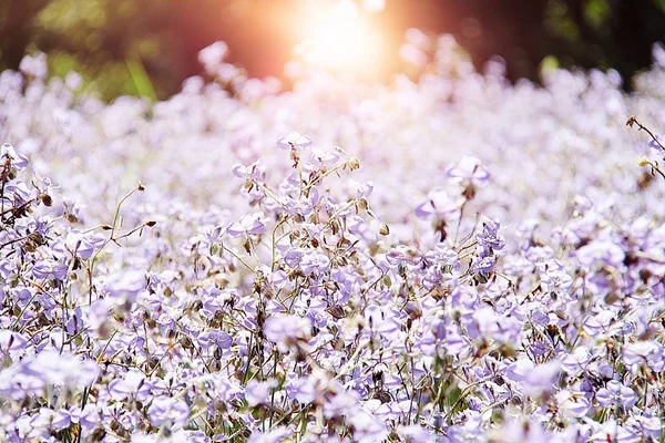 Słodki fioletowy kwiat w polu z efekt Flara obiektywu — Zdjęcie stockowe