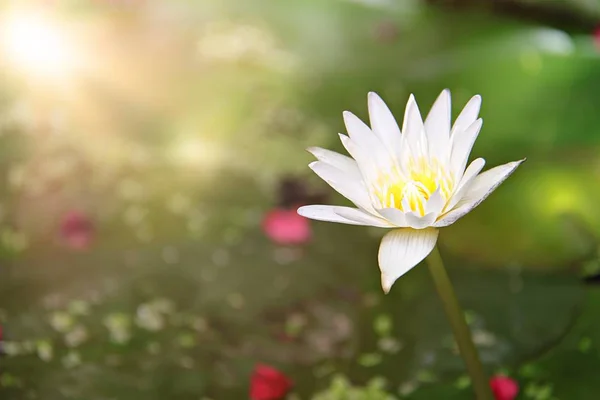 Linda flor de lótus branco ou lírio de água florescendo na lagoa — Fotografia de Stock