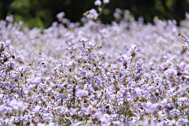 Alanında tatlı mor çiçek
