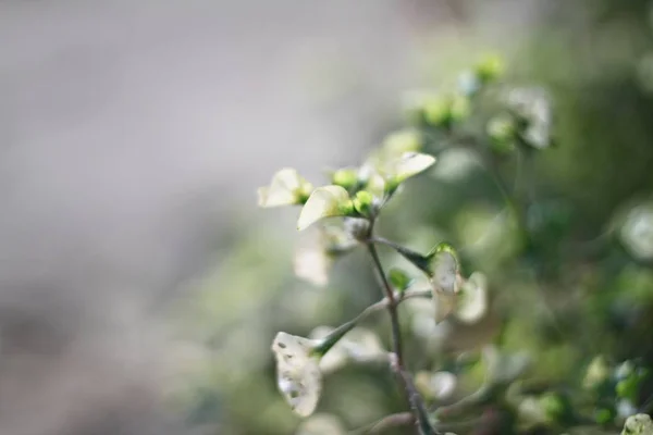 Białe kwiaty na tle zielony natura niewyraźne — Zdjęcie stockowe
