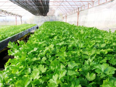 Yeşil kişniş hydroponic sebze çiftliği