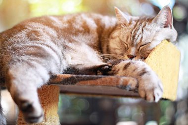 Hayvan veya evcil hayvan kavramı: yatak odası, yumuşak odak güzel kedi