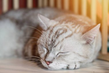 Hayvan veya evcil hayvan kavramı: yatak odası, yumuşak odak güzel kedi