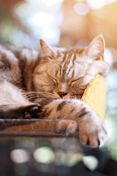 Animals or pets concept : Lovely cat sleeping in the room, soft focus