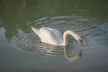 Kuğu kuş Gölü beyaz gölet su doğa hayvan 