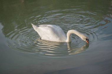 Kuğu kuş Gölü beyaz gölet su doğa hayvan 
