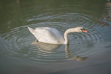 Kuğu kuş Gölü beyaz gölet su doğa hayvan 