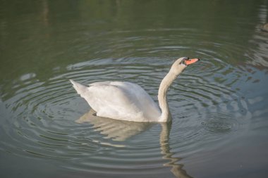 Kuğu kuş Gölü beyaz gölet su doğa hayvan 