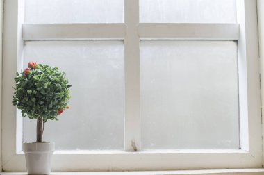 vasıl belgili tanımlık pencere pencere eşiğinde bitkiler