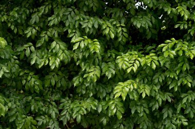 Üstten Görünüm doğa arka plan düşük anahtar fotoğraf yeşil yaprakları