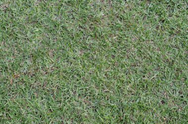 yeşil çimen arkaplan dokusu