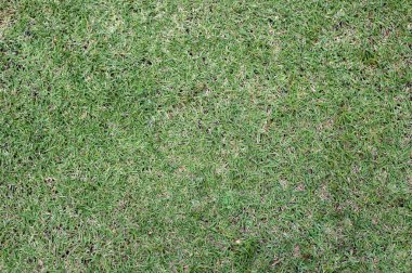 yeşil çimen arkaplan dokusu