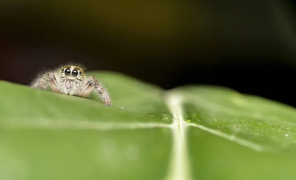 Springende Spinne auf Blatt — Stockfoto