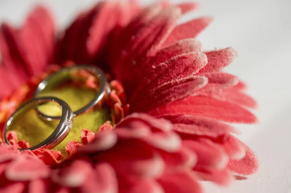 Jegygyűrűk egy virágon — Stock Fotó