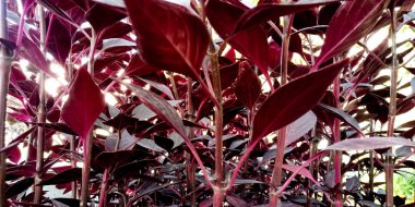 Iresine, bahçe, kırmızı yapraklar, çimen, bitki, fotoğraf