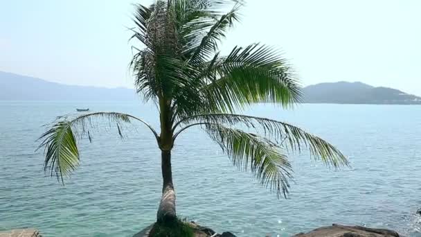 Osamělý palm vpředu a horizont moře s ostrovy v pozadí.