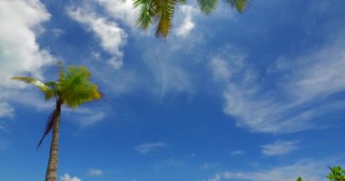 Adadan yeşil palmiyeler ve mavi gökyüzüne bakıyorum. Barbados, Karayiplerin güneşli doğası. 