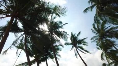 Avuç içlerinin alt görüntüsü. Bali 'nin tropikal doğası.