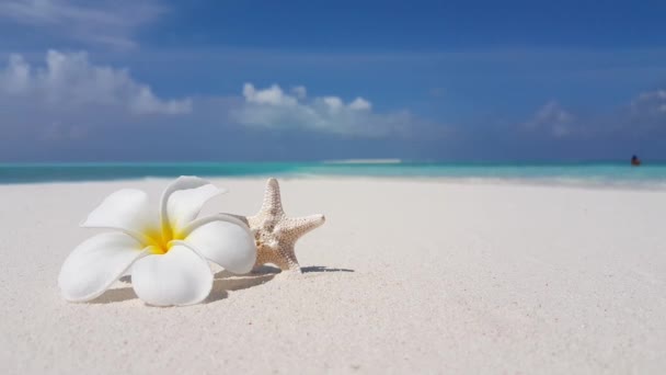 Bílá Žlutá Plumeria Květina Písečné Pláži Idylický Charakter Bali — Stock video