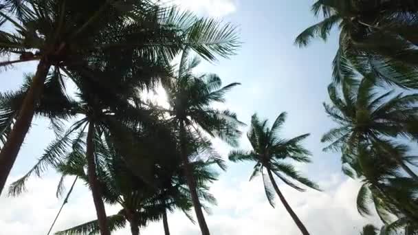 Botten Utsikt Över Handflatorna Bali Tropiska Natur — Stockvideo