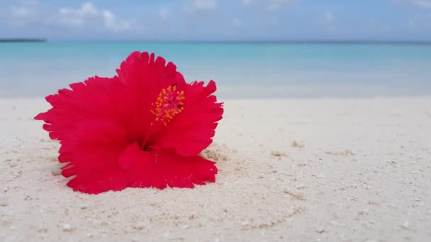 Fleur Rouge Sur Plage Paradis Tropical Bora Bora Polynésie Française — Video