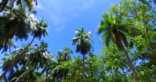 Πράσινο Δρομάκι Φοίνικες Στο Νησί Εξωτικές Διακοπές Στο Μπαλί Ινδονησία — Αρχείο Βίντεο