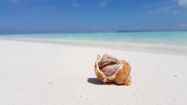 Kleine Krab Gestreepte Schelpen Het Witte Strand Zomer Landschap Van — Stockvideo