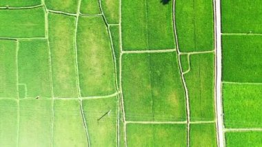 Yukarıdan görülen yeşil alanlar. Bali 'nin Idyllic doğası.