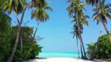 Alley of palms on the island. Tropical nature of Bali, Indonesia.