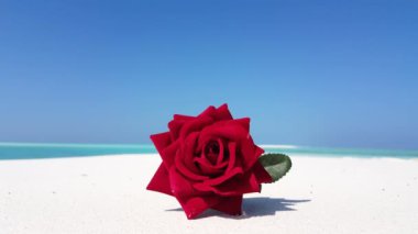 Kumsalda kırmızı gül çiçeği. Barbados, Karayipler 'e tropik gezi.  