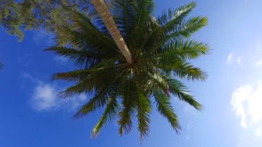 Adada yemyeşil palmiyeler var. Endonezya 'nın Idyllic doğası.