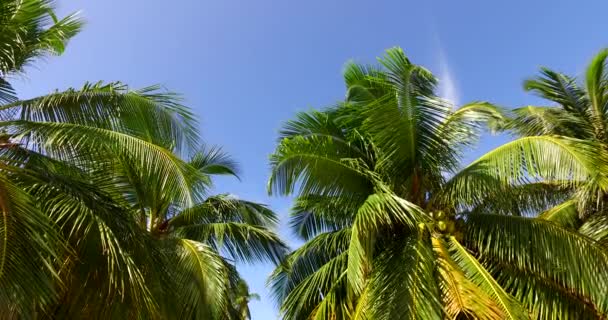 Looking Lush Green Palms Bottom Tropical Journey Bali Indonesia — Stock Video