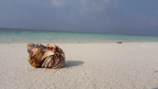 小螃蟹在海滩上的贝壳里 在印度尼西亚巴厘的暑假 — 图库视频影像