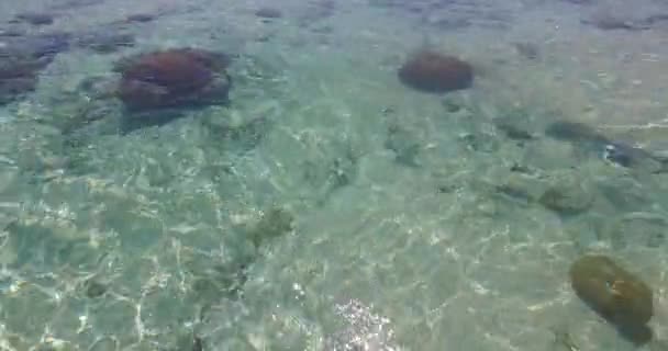 표면이 울퉁불퉁 프랑스령폴리네시아의 보라로 — 비디오