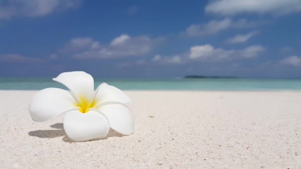 Fiore Plumeria Sulla Spiaggia Scena Natura Tropicale Della Giamaica Caraibi — Video Stock