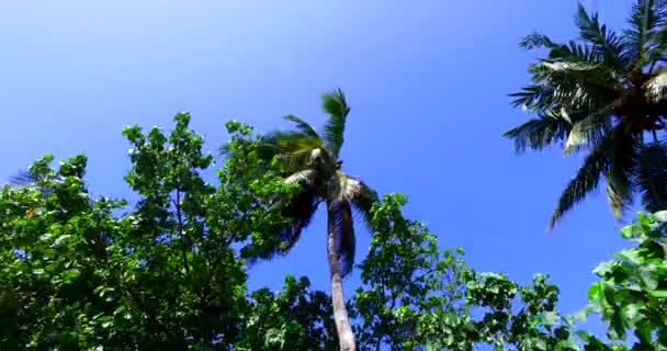 Mirando Las Exuberantes Palmeras Verdes Isla Vacaciones Verano Bali Indonesia — Vídeos de Stock