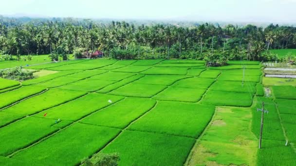 Grön Med Grönskande Grönska Sommarresa Till Indonesien — Stockvideo