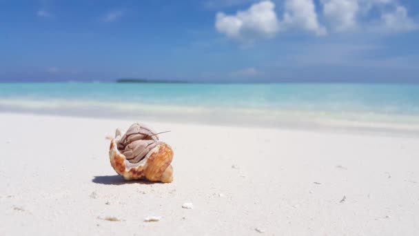 Krabbe Der Muschel Strand Tropisches Paradies Bali Indonesien — Stockvideo