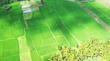Yeşil tarlaların üst manzarası. Endonezya, Bali 'de yaz tatili.  