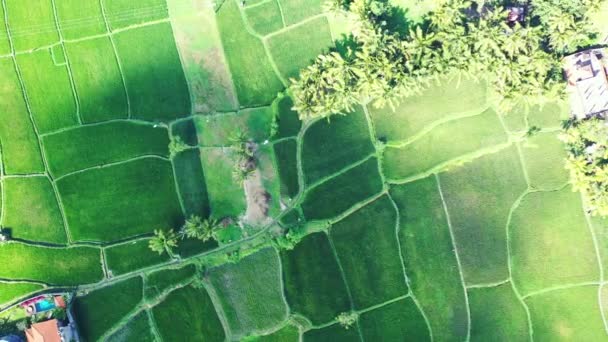 Campos Verdes Ordenado Visto Desde Arriba Naturaleza Idílica Bali — Vídeo de stock