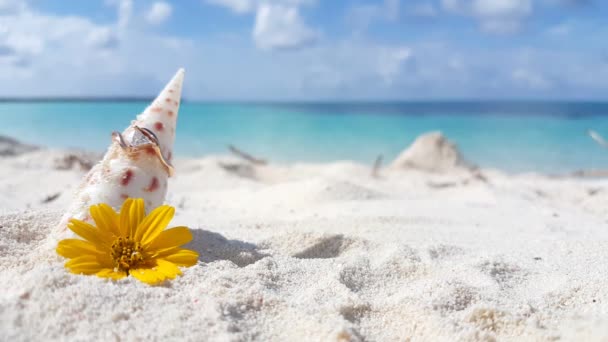 ビーチで貝殻や花と黄金のリング バリ島での休暇 — ストック動画