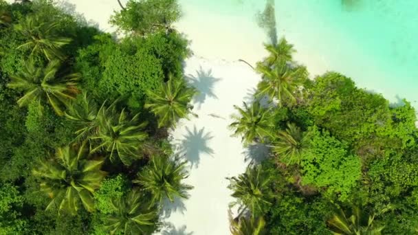 Svěží Zelené Dlaně Tropickém Ostrově Exotická Dovolená Bali Indonésie — Stock video