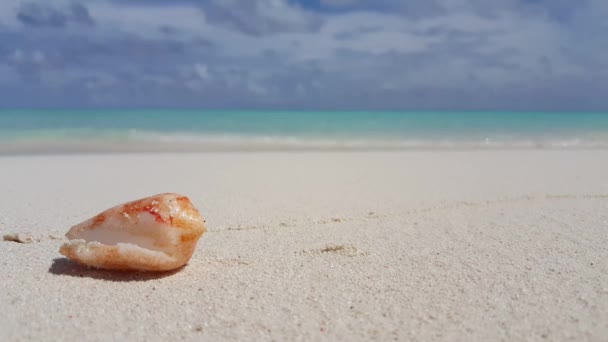 Seashell Stranden Med Kopieringsutrymme Tropisk Semester Bahamas Karibien — Stockvideo