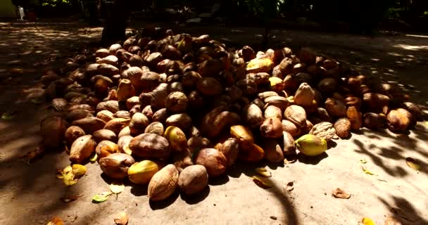 Mucchio Noci Cocco Mature Sulla Spiaggia Paesaggio Marino Estivo Alle — Video Stock