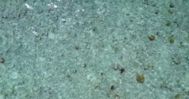 Sığ suların yakın görüntüsü. Fiji, Okyanusya 'nın doğal manzarası.