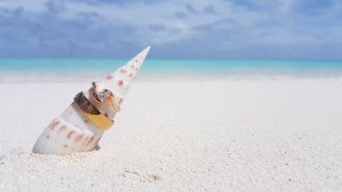 deniz kabuğu ve plaj arka planında alyanslar.