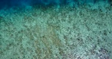 Doğal dalgalı deniz suyu yüzeyi. Bahamalar cennet sahnesi, Karayipler.