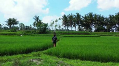 Sırt çantalı bir kadının pirinç tarlasında yürüyüşünün hava görüntüsü.